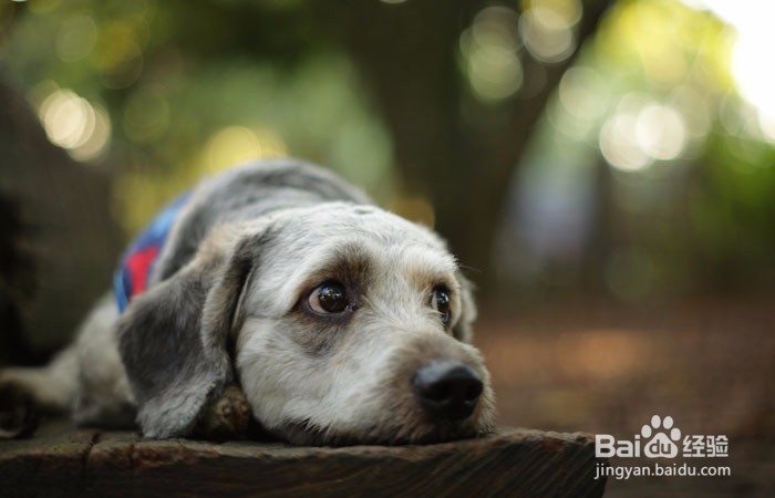 狗狗脚掌老茧磨破化脓怎么办