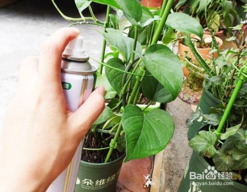 怎么防治花盆里老是有小飞虫 百度经验 怎么防治花盆里老是有小飞虫 百度经验