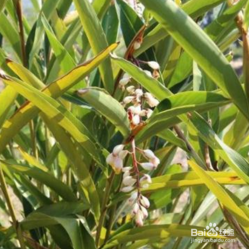 刚刚买的砂仁该如何养殖？