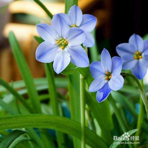 花韭的养殖方法和注意事项