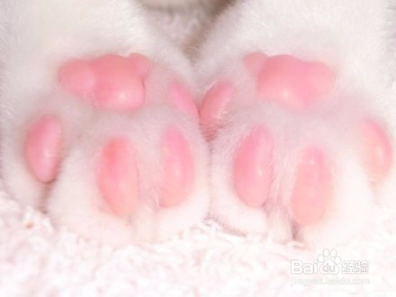 揭秘为何不能碰猫咪的肉垫！