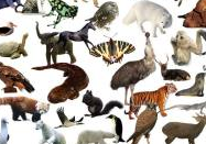 三九千古五绝唱，叛徒大将称兄弟。请问这是什么动物