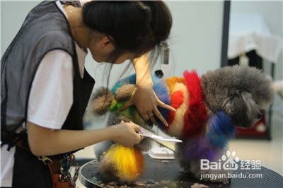 要如何选择宠物美容学校