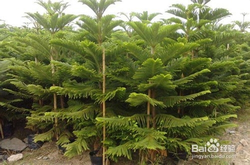 室内最好养的大型植物有哪些?