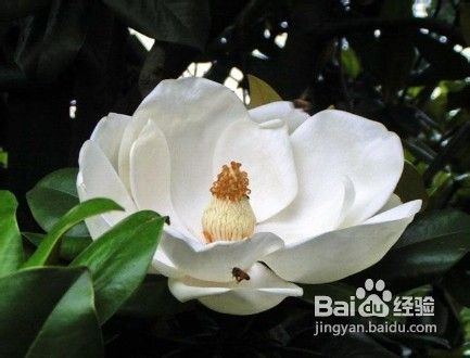 广玉兰常见的虫害防治