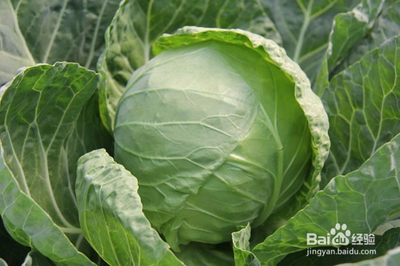 更年期吃什么能抗衰老？