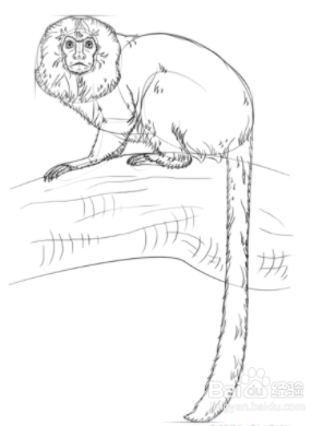 金丝猴怎么画简单图片