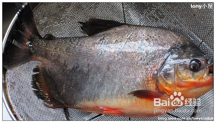 煎鱼不粘锅的秘诀----红烧鳊鱼