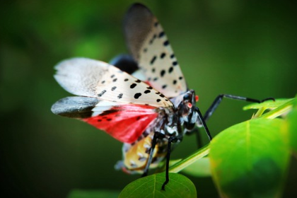 昆虫记的作者是谁