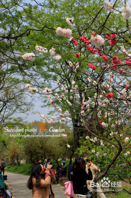 上海植物园（上）