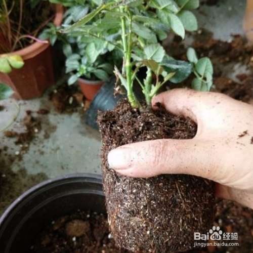 月季的移栽时间和方法有哪些?