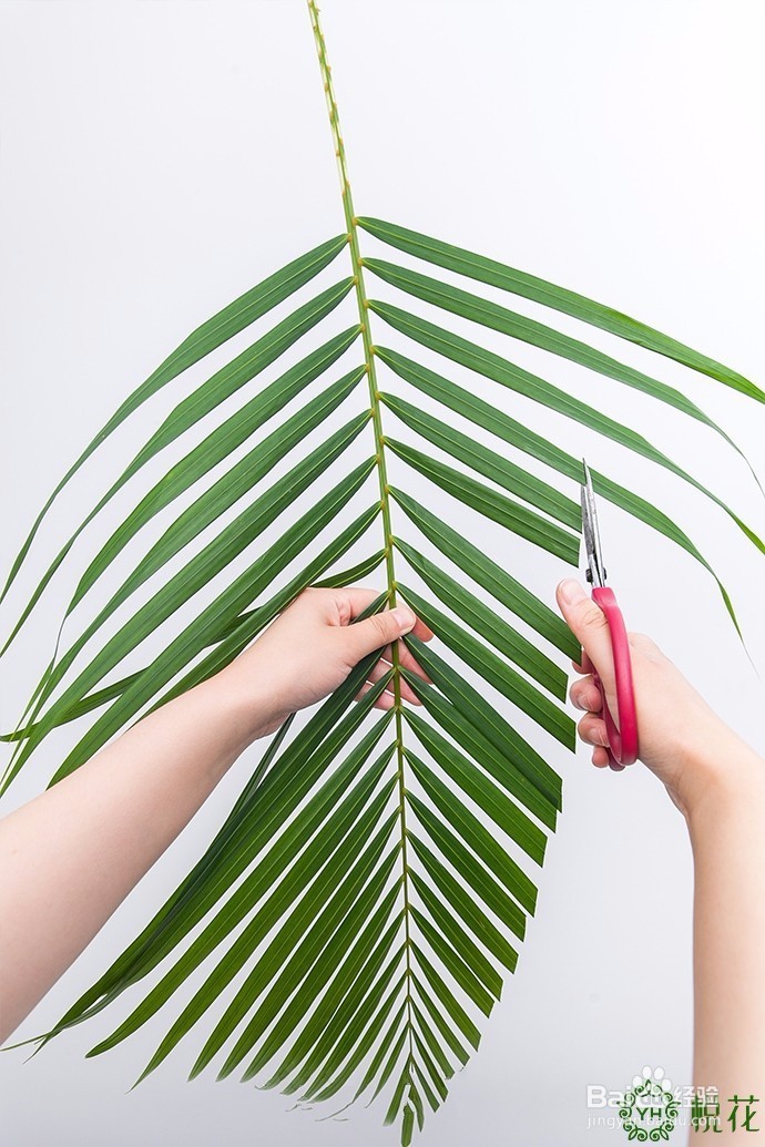 插花入门，散尾葵的5种创意修剪方式