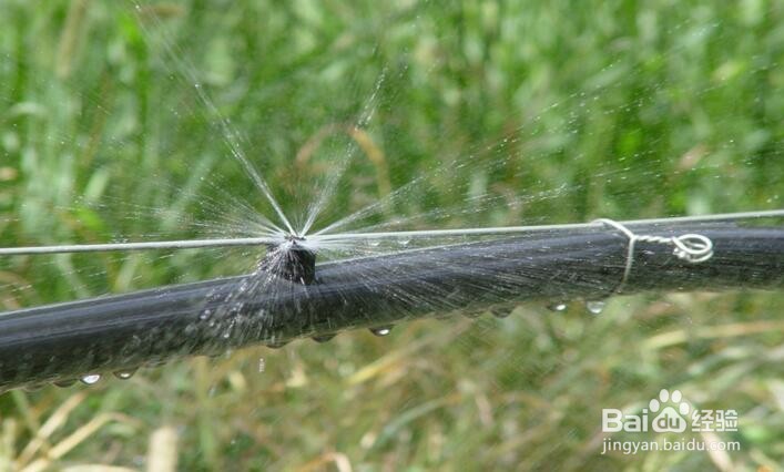 虞美人种植方法