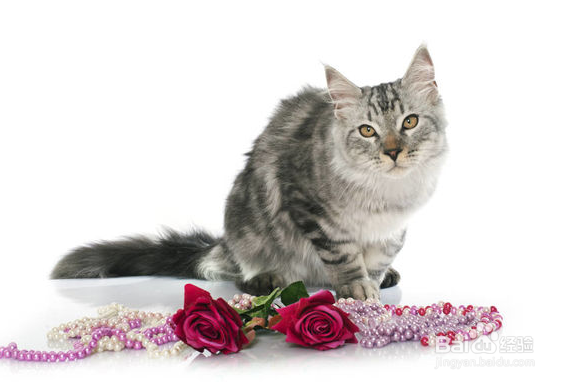 缅因猫拉肚子的原因及处理办法