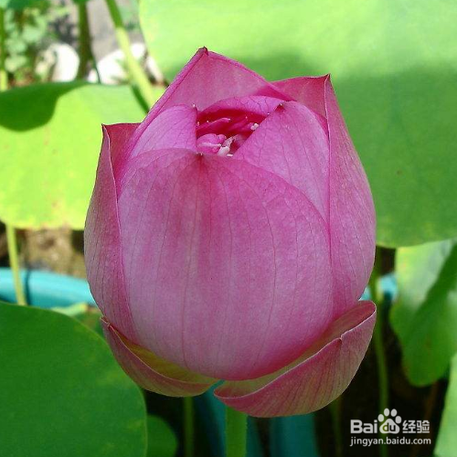 荷花种子的种植方法