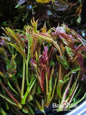 健康养生佳品腌香椿芽（简单易学）的做法