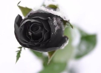 玫瑰有哪儿些品种类型