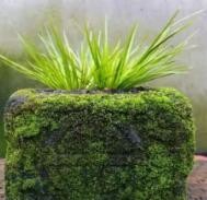 菖蒲的种植方法视频