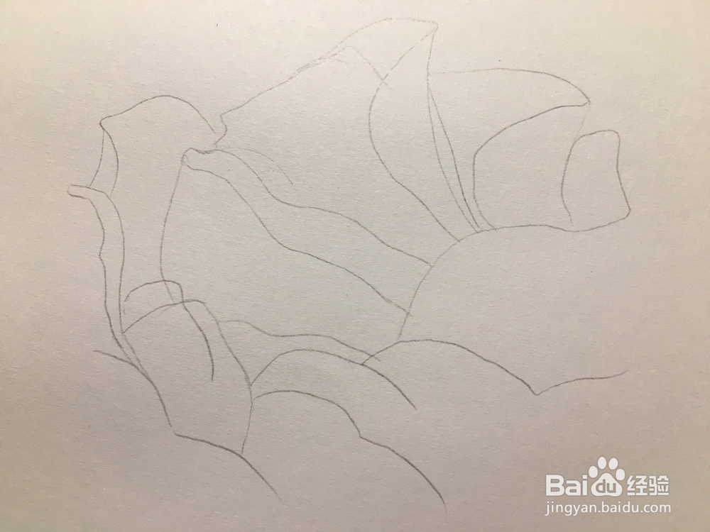 花卉简笔画：画一朵月季花 月季绘画教程 儿童画