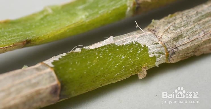 铁皮石斛千年中医推崇的药中上品