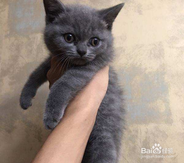 养一只猫需要多少成本
