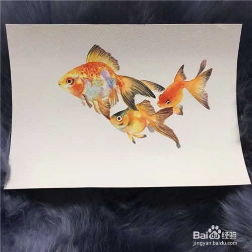 简笔画：金鱼的画法