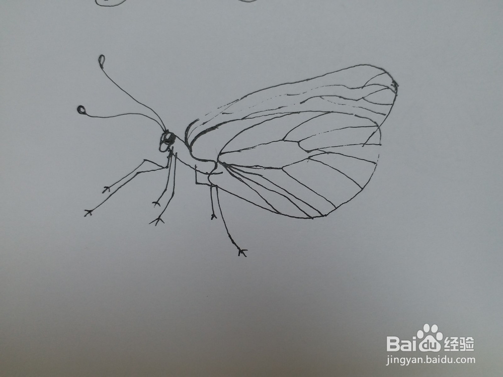 蝴蝶的简笔画3