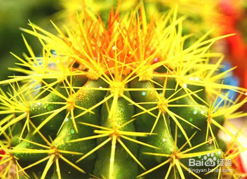 生活 对家中有益的植物