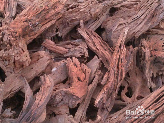 木蚁怎样识别？