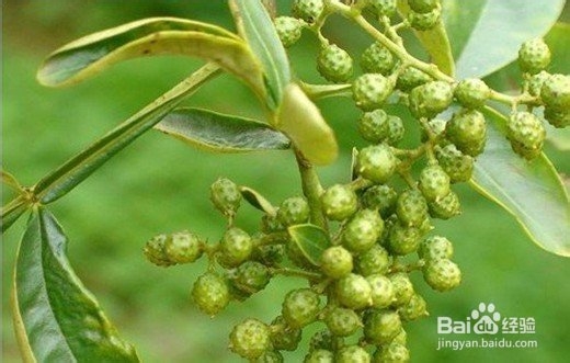 解决脱发的小技巧