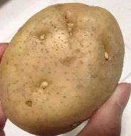 土豆长牙之后能不能吃