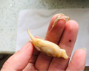 教你怎么做蛏子茼蒿汤