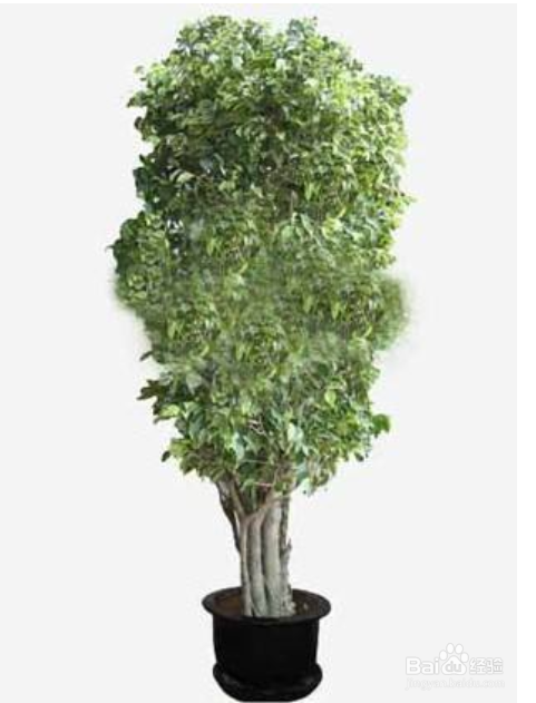 装修后可以选择那些植物放室内