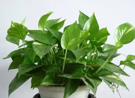 春季换盆，生活垃圾垫盆底，养啥旺啥