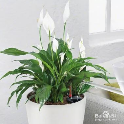 白掌的花开了多少年?