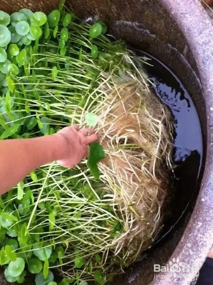 3种花就是抽水机,夏天别缺水,一缺就蔫