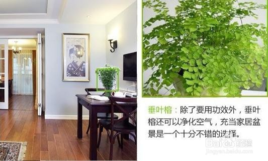 室内防辐射植物大全