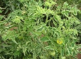 怎样防治番茄黄化曲化病毒病