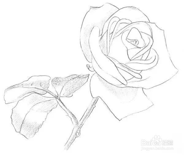 素描教程:一枝白玫瑰绘画技法