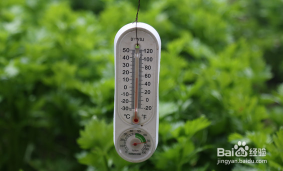 春冬季生菜怎么种植?