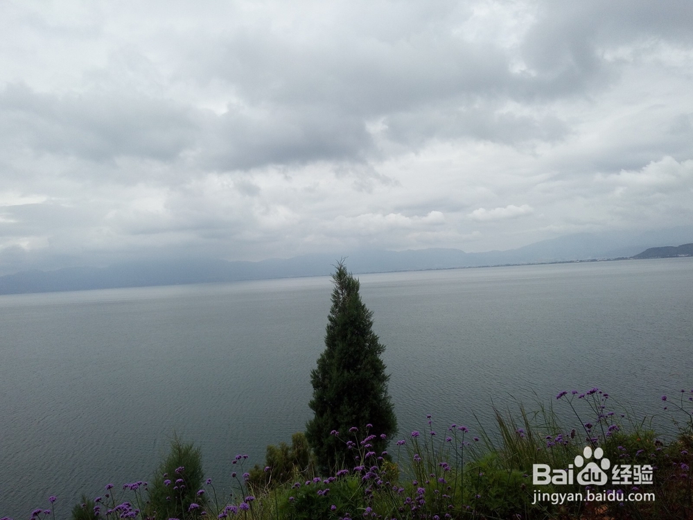 云南最美玉溪抚仙湖之樱花谷湿地公园情侣约会旅