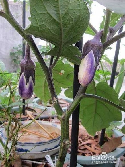 生产中常用的茄子整枝的方法 百度经验