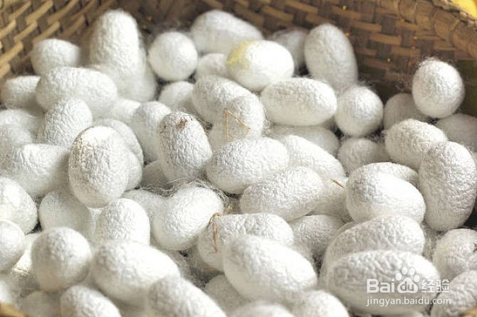 怎么给蚕宝宝做房子