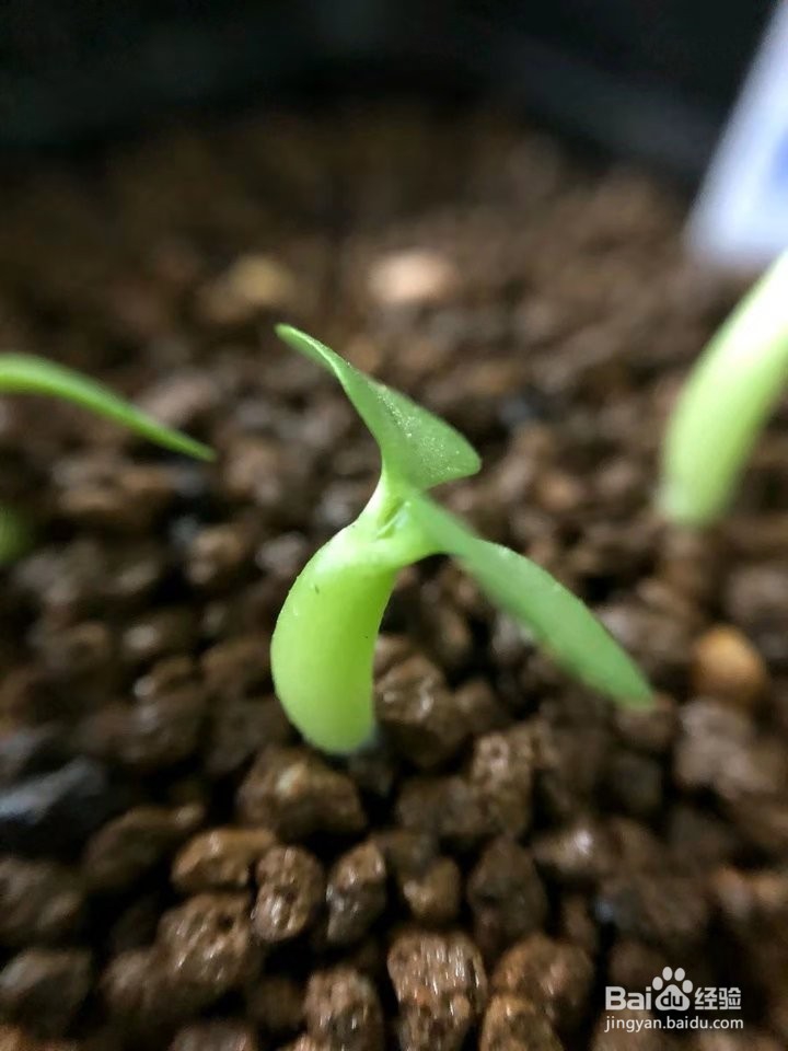 多肉植物惠比须笑怎么养