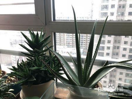 芦荟胖到爆炸,花朵开满了盆,就是用了这个方法!