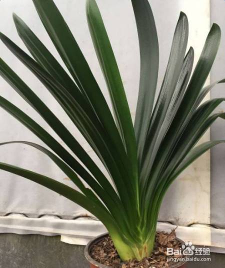 花盆边戳个洞，埋点它，花猛蹿狂长，叶子长成绿瀑布!