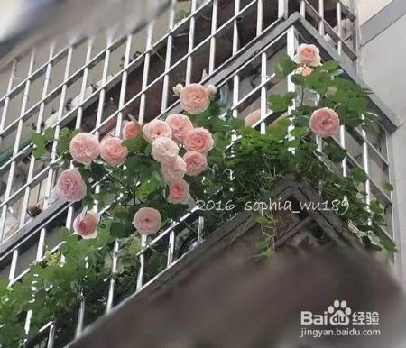 老花农的一颗月季真漂亮，难怪给他多少钱都不换