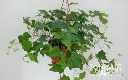 雾霾天,这20种花摆在家里最吸霾!