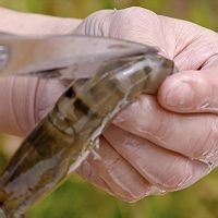 豉油皇大虾，酱油用法有新意，烧虾一绝