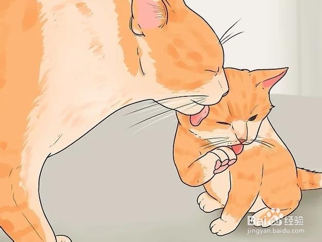 如何判断小猫年龄